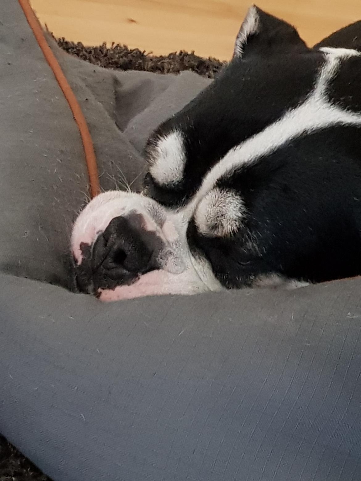 Olde english bulldogge Boss billede 3