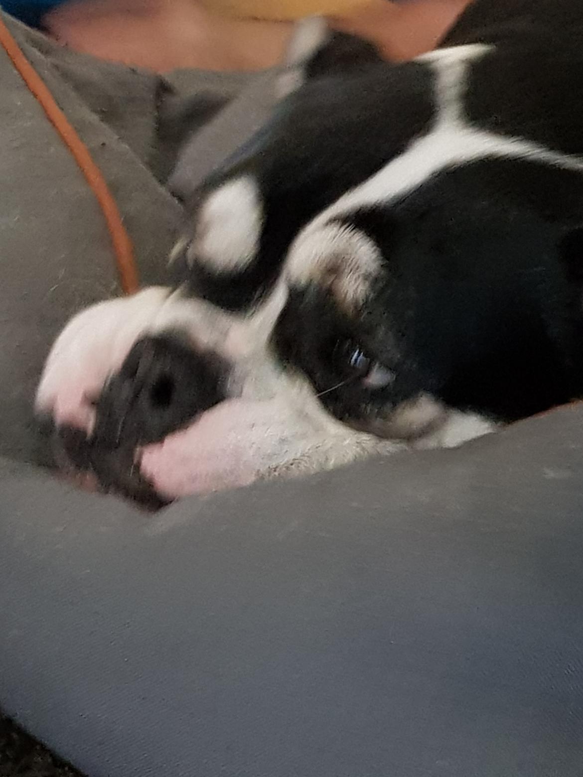 Olde english bulldogge Boss billede 4