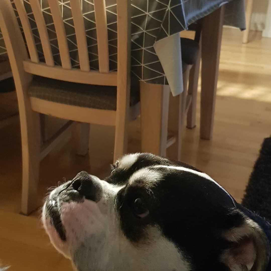 Olde english bulldogge Boss billede 8