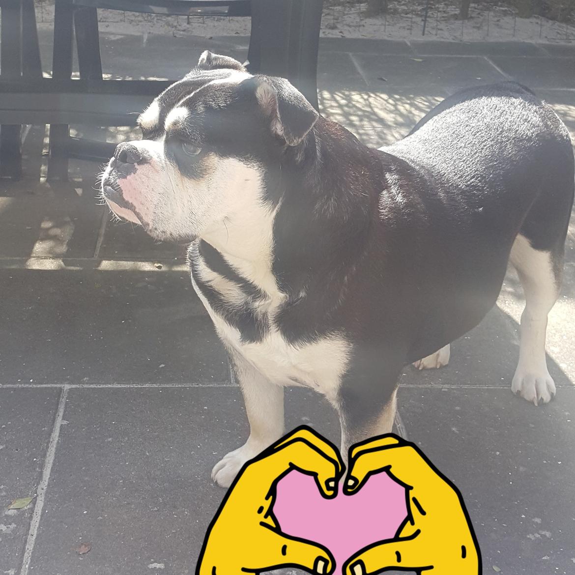 Olde english bulldogge Boss billede 15