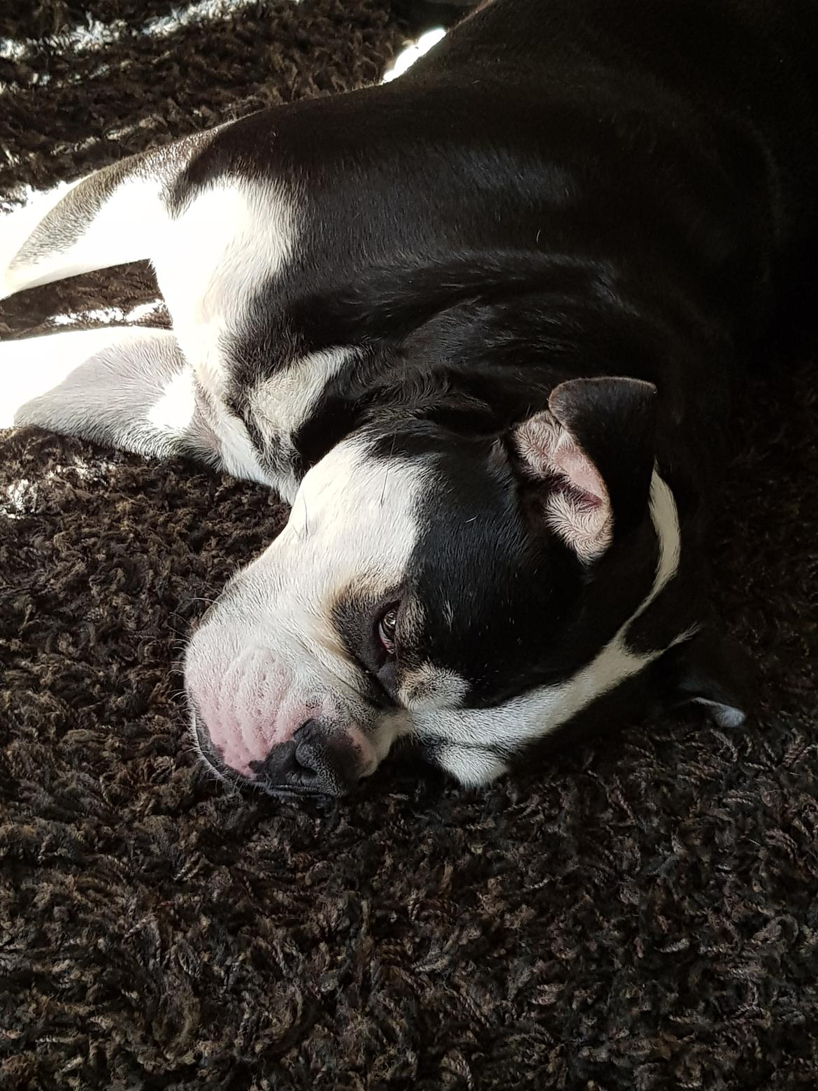 Olde english bulldogge Boss billede 6