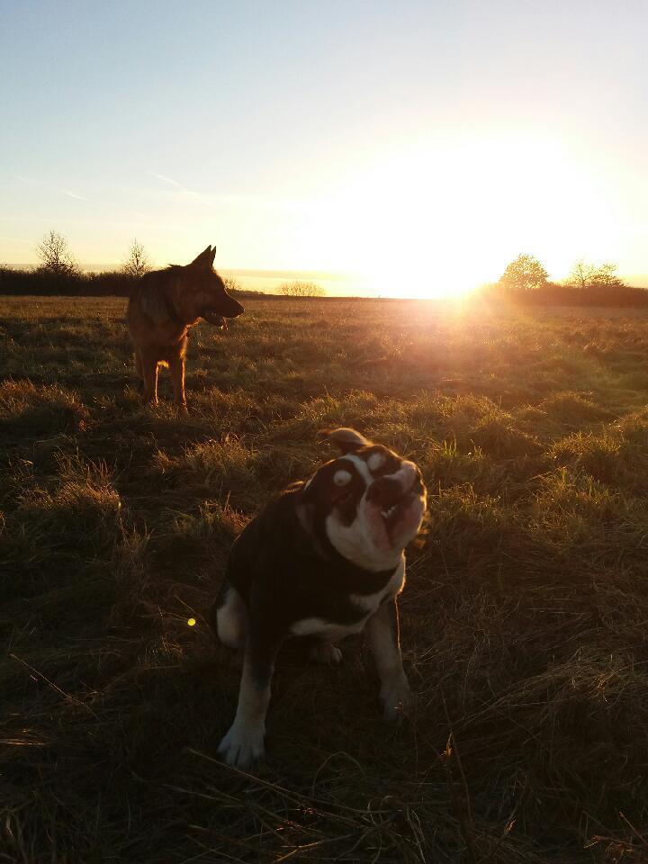 Olde english bulldogge Boss billede 19