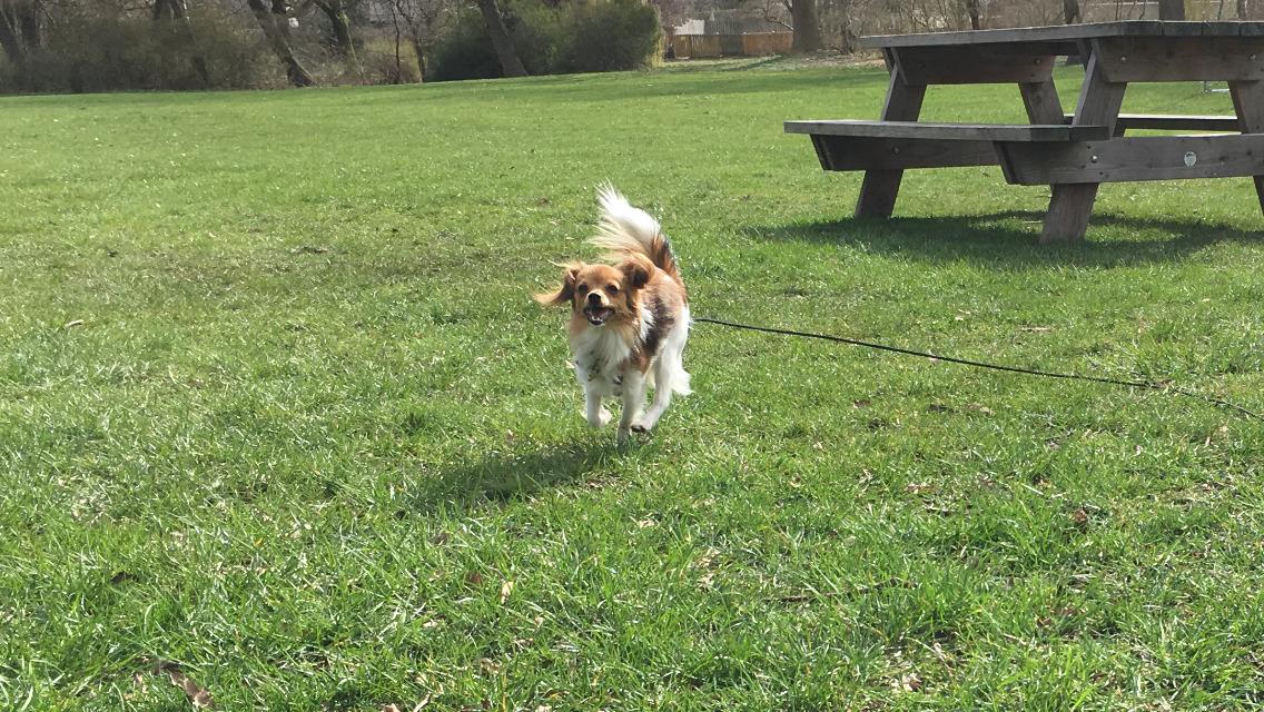 Papillon R.I.P Pomfritten Rita billede 30