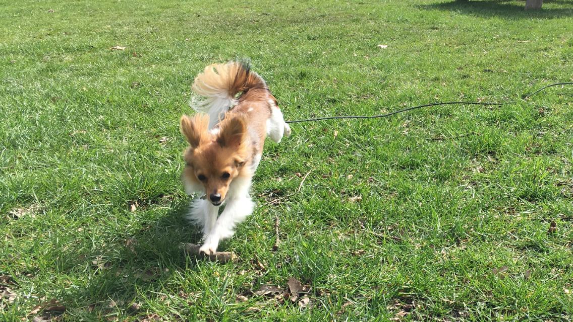 Papillon R.I.P Pomfritten Rita billede 31