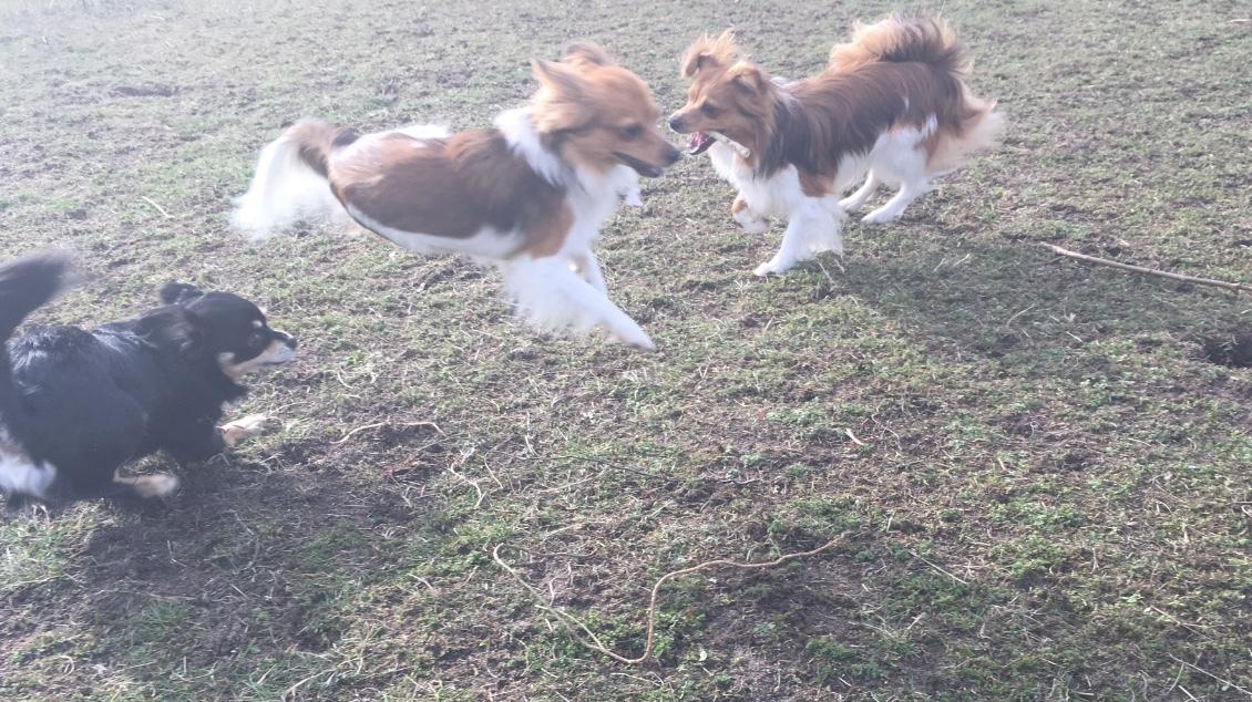 Papillon R.I.P Pomfritten Rita billede 38