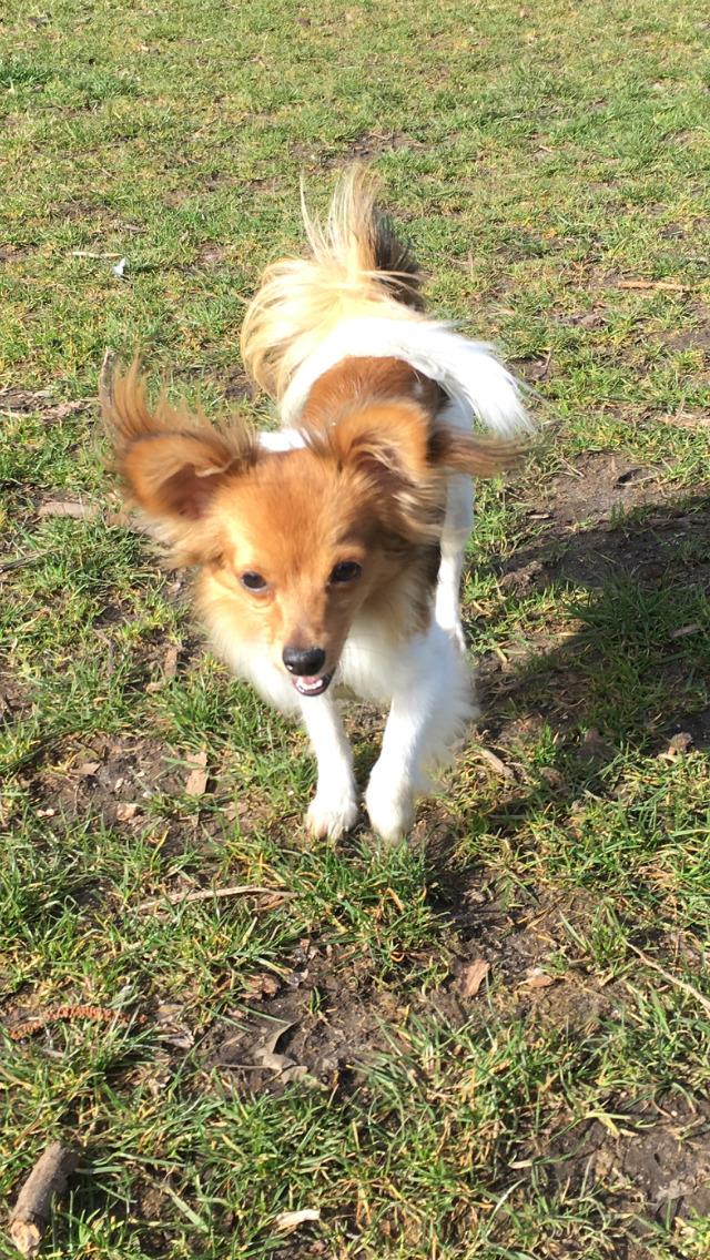 Papillon R.I.P Pomfritten Rita billede 1