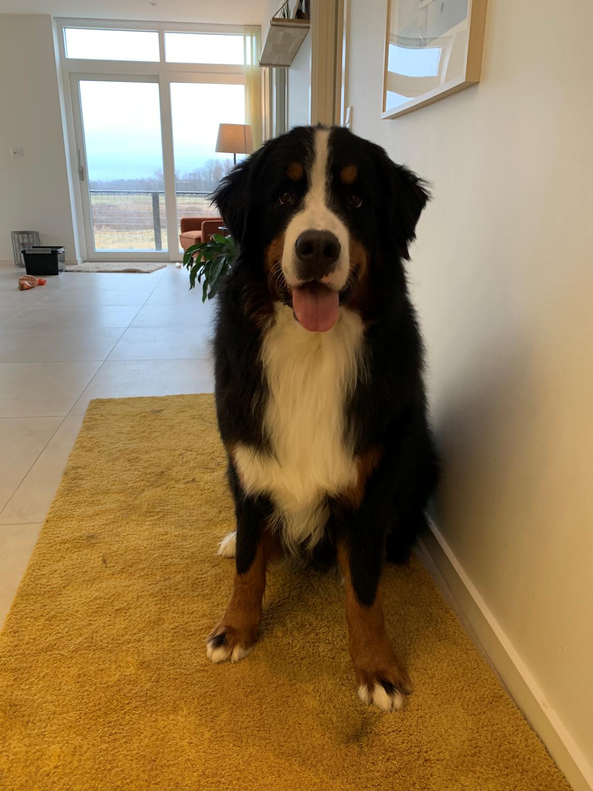 Berner sennenhund Melvin billede 4