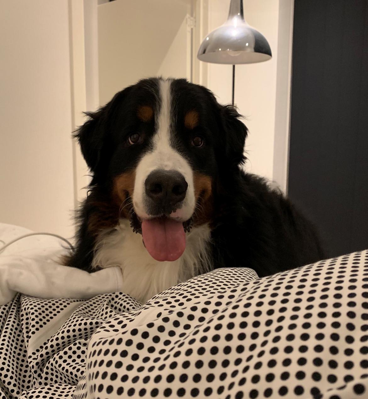 Berner sennenhund Melvin billede 5