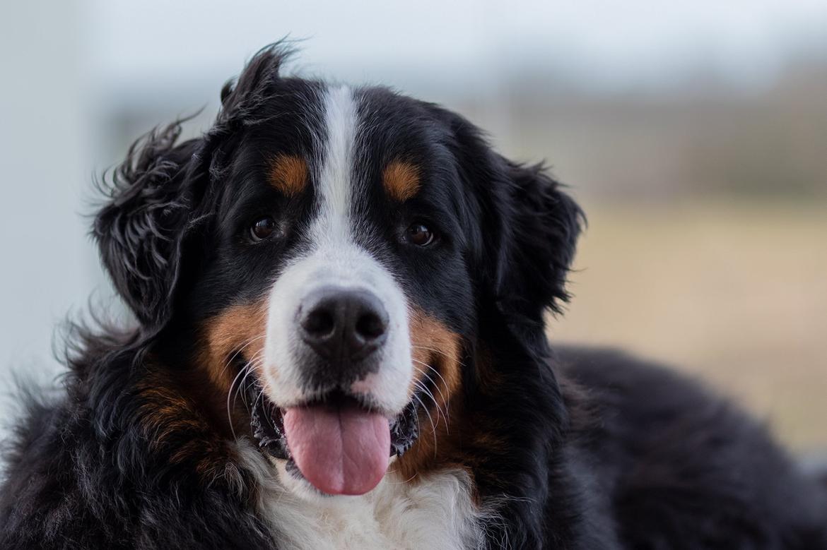 Berner sennenhund Melvin billede 1