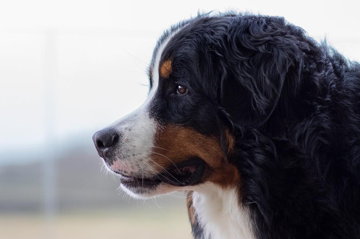 Berner sennenhund Melvin billede 2