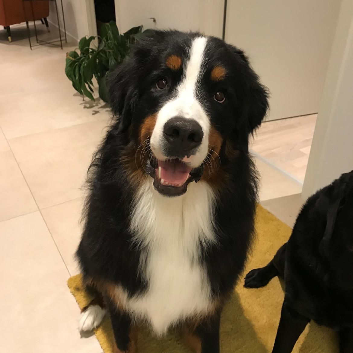 Berner sennenhund Melvin billede 3