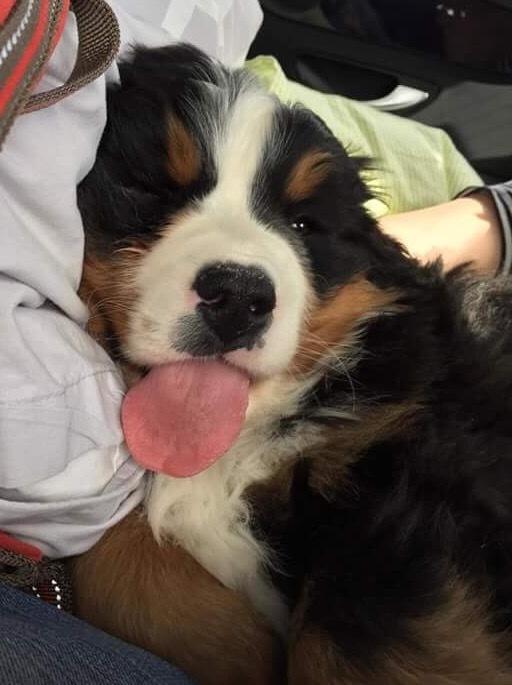Berner sennenhund Melvin billede 6
