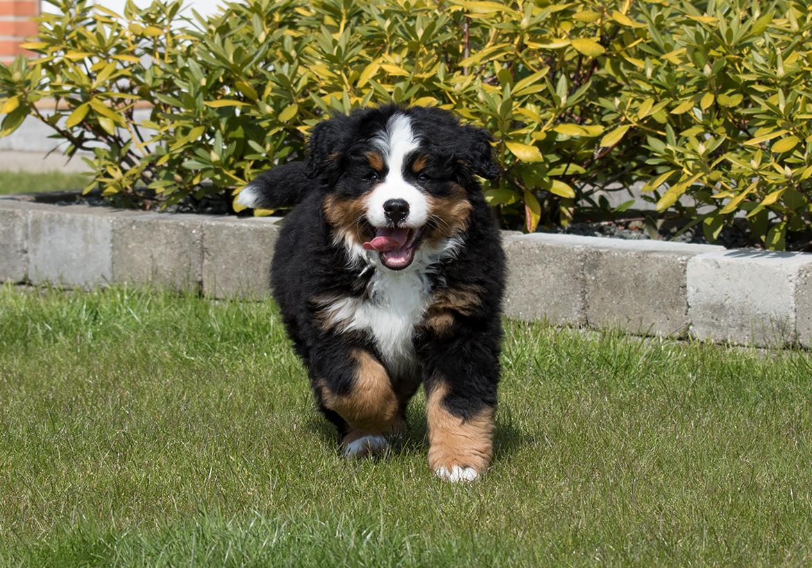 Berner sennenhund Melvin billede 8