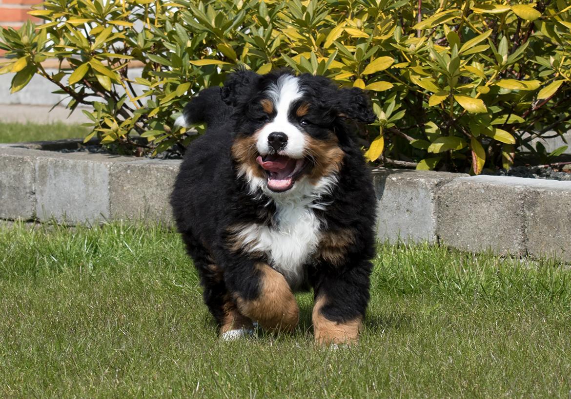 Berner sennenhund Melvin billede 9
