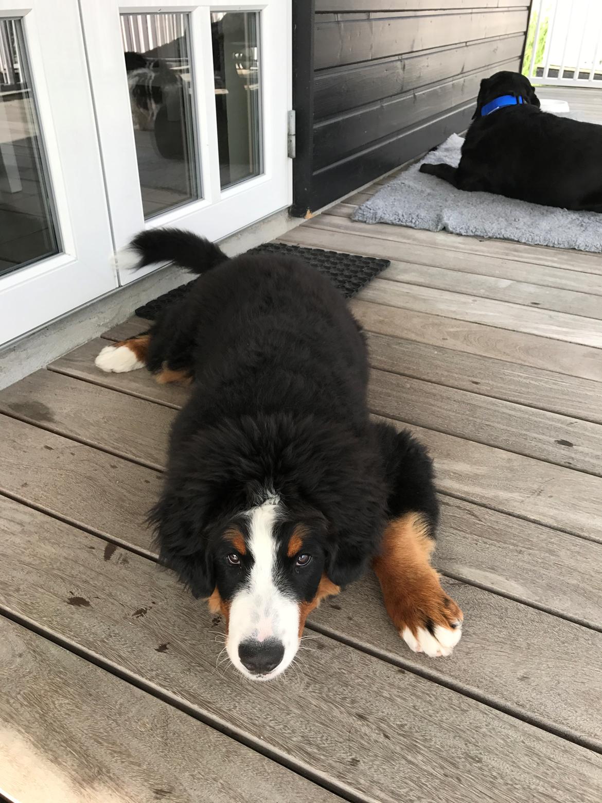 Berner sennenhund Melvin billede 10