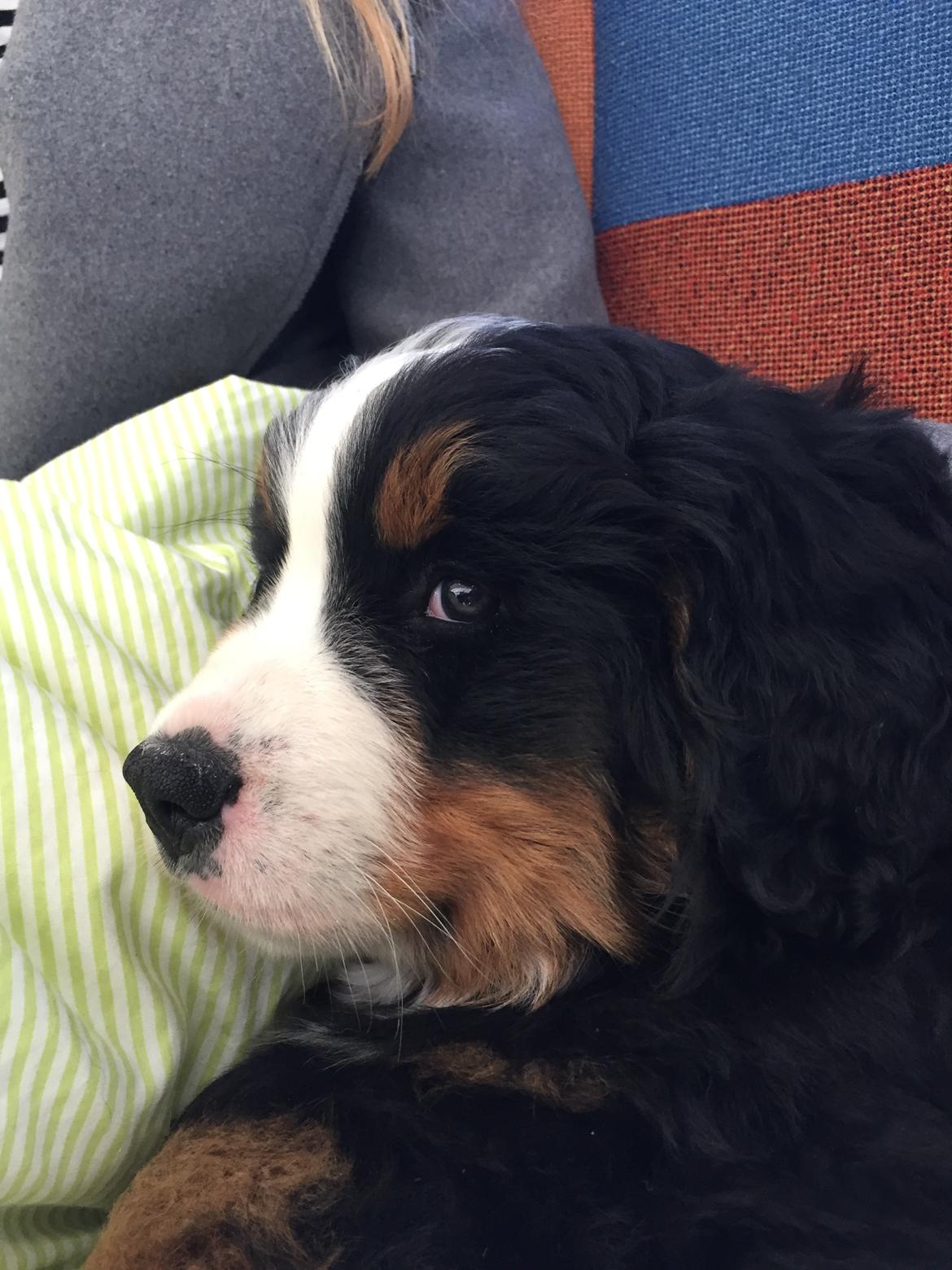 Berner sennenhund Melvin billede 7