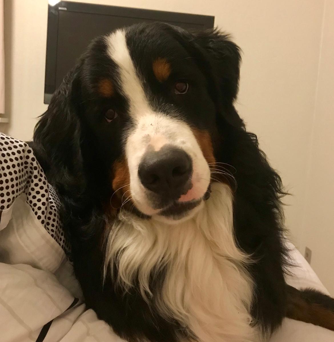 Berner sennenhund Melvin billede 11