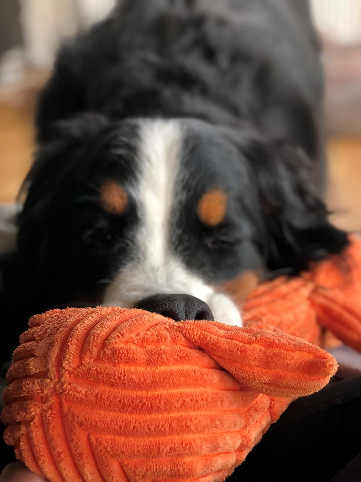 Berner sennenhund Melvin billede 13