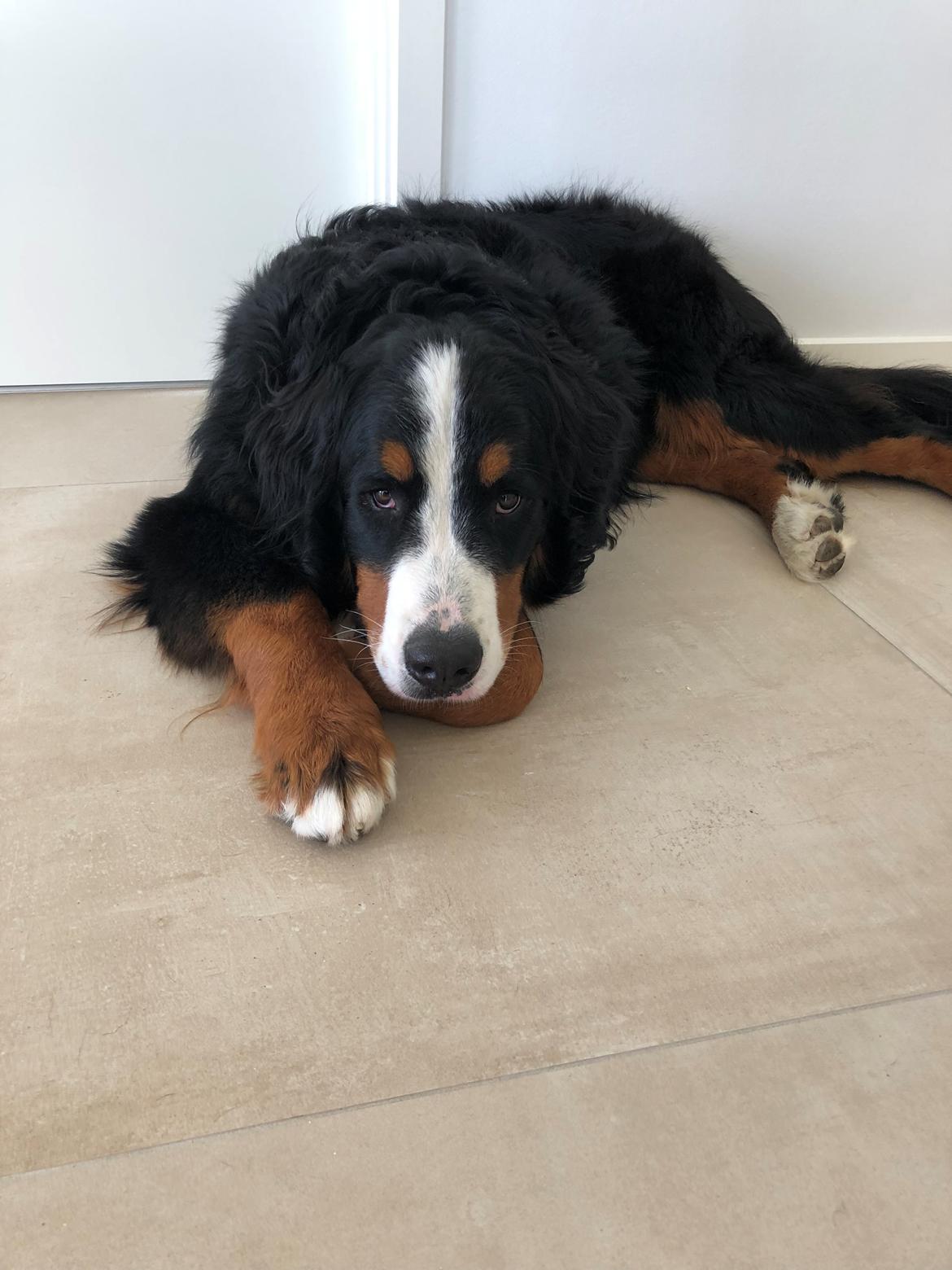 Berner sennenhund Melvin billede 14