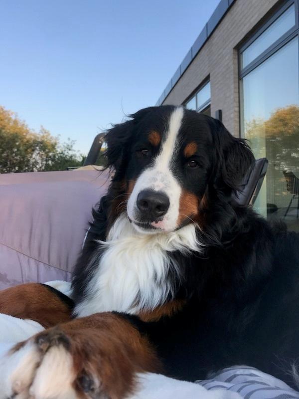 Berner sennenhund Melvin billede 15