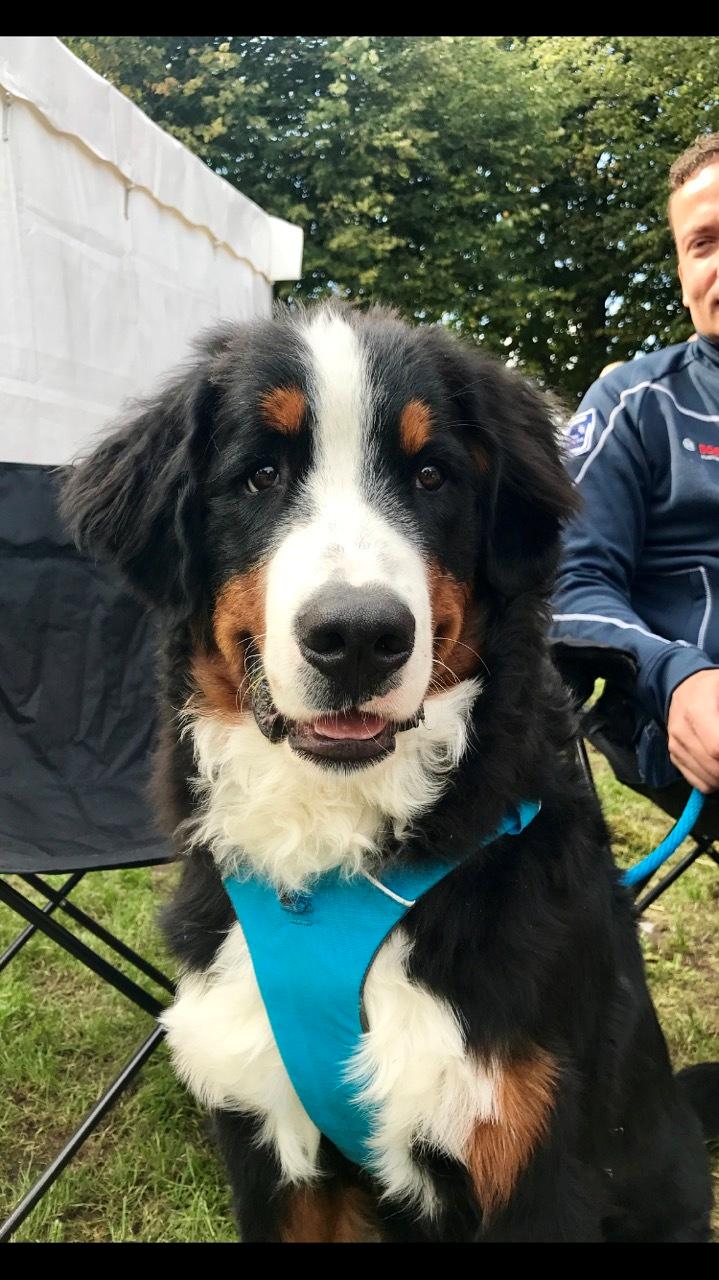 Berner sennenhund Melvin billede 12