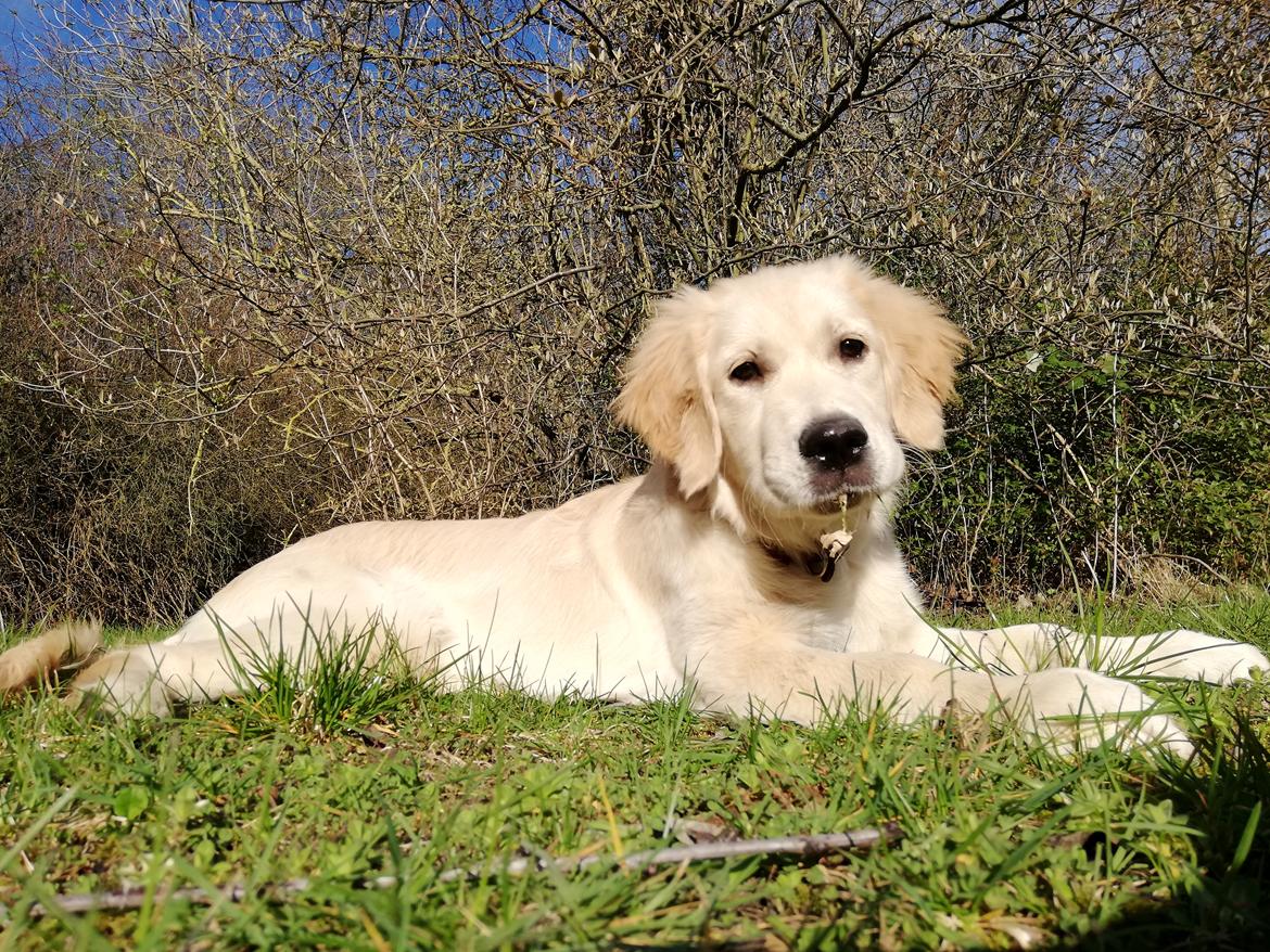 Golden retriever stormy aka Chloé  billede 1