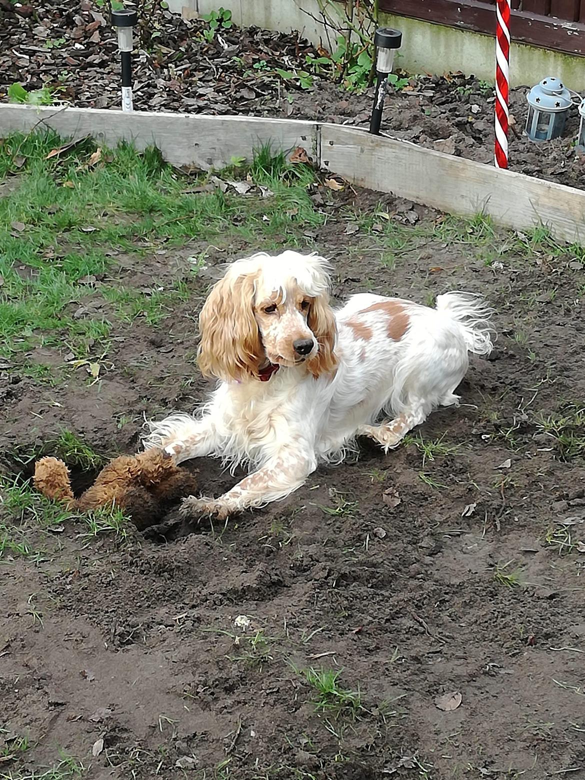 Cocker spaniel BusterLine <3 billede 16