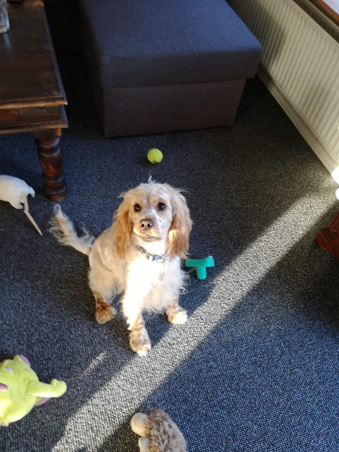 Cocker spaniel BusterLine <3 billede 19