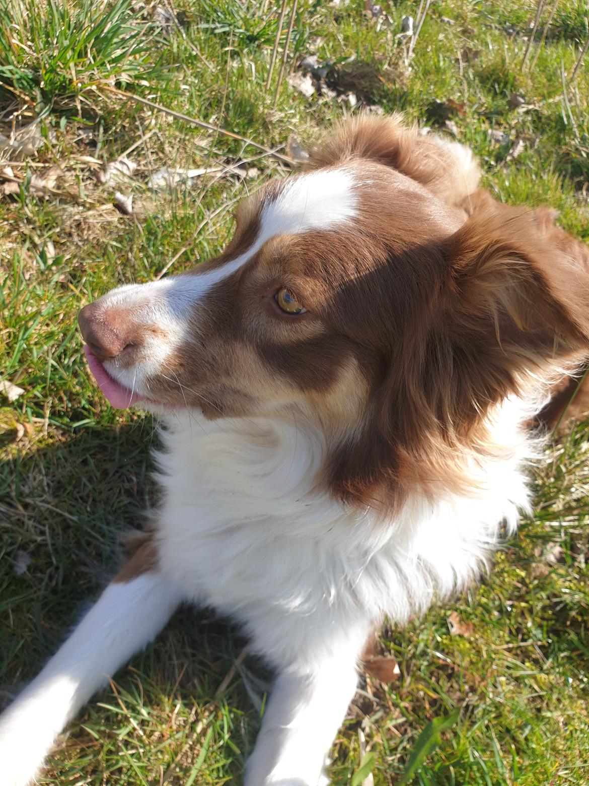 Australian shepherd Mocca [himmelhund] billede 8