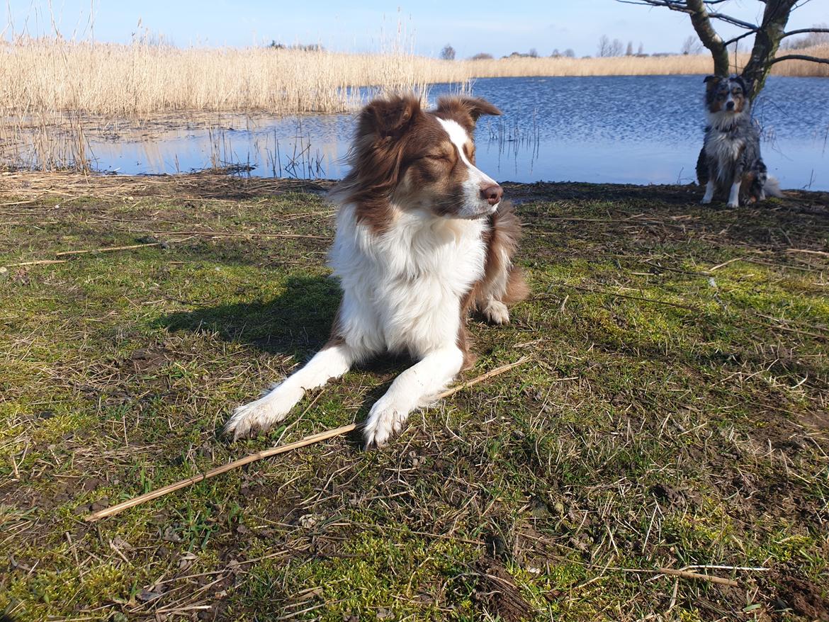 Australian shepherd Mocca [himmelhund] billede 1