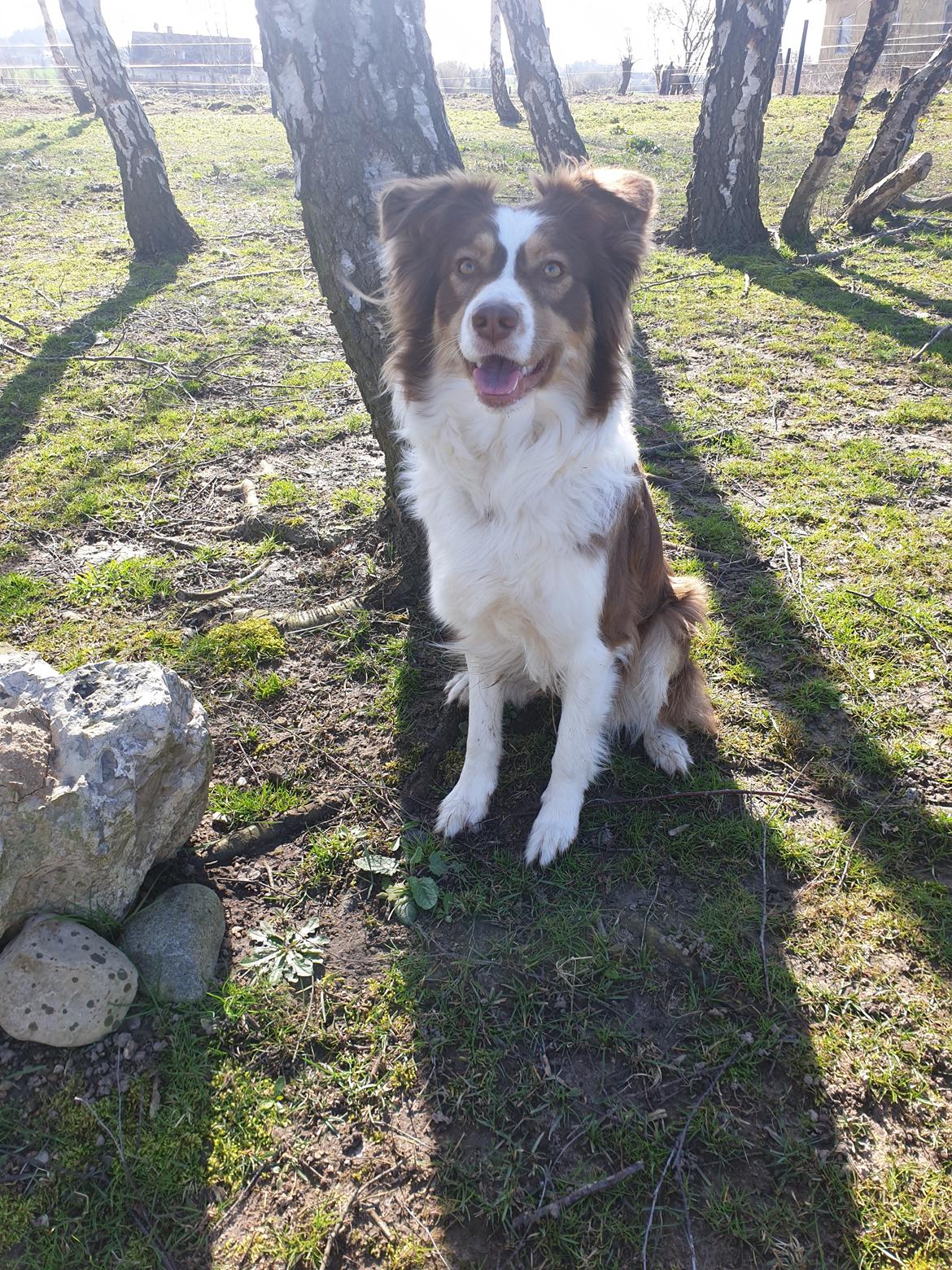 Australian shepherd Mocca [himmelhund] billede 10