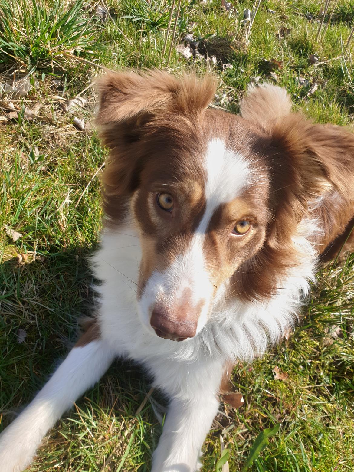 Australian shepherd Mocca [himmelhund] billede 9