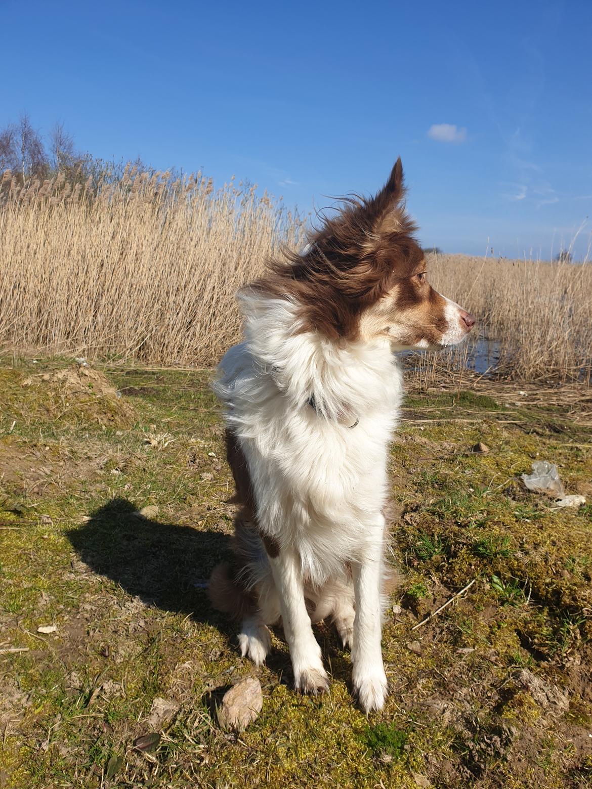 Australian shepherd Mocca [himmelhund] billede 11