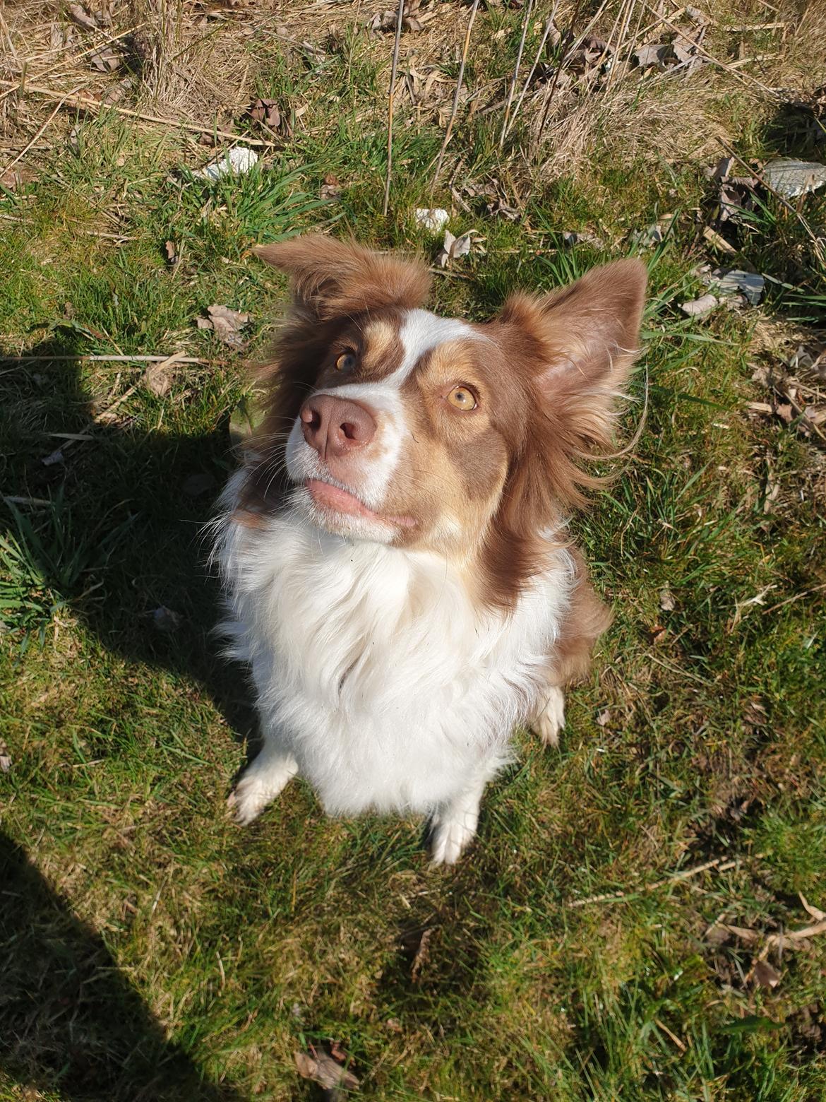 Australian shepherd Mocca [himmelhund] billede 12