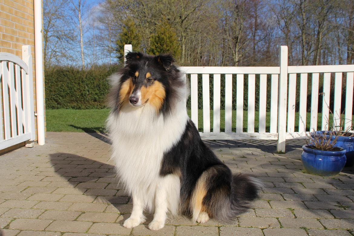 Collie langhåret Ebony Moor´s Daydreamer Dexter billede 5