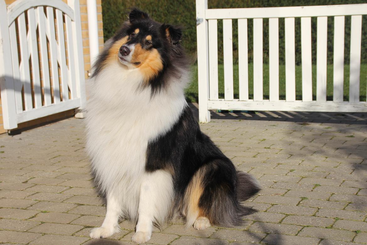Collie langhåret Ebony Moor´s Daydreamer Dexter billede 6