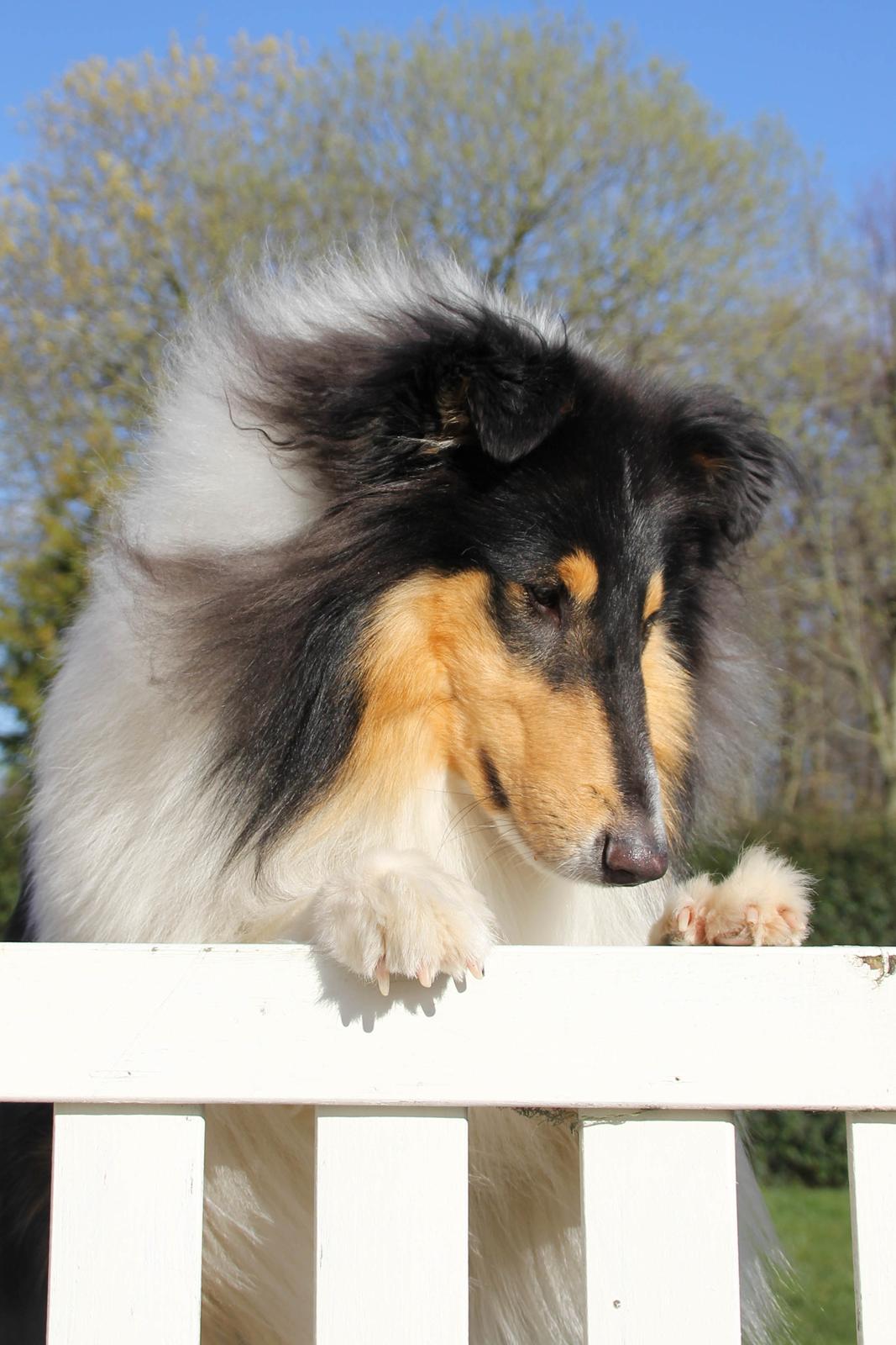 Collie langhåret Ebony Moor´s Daydreamer Dexter billede 7