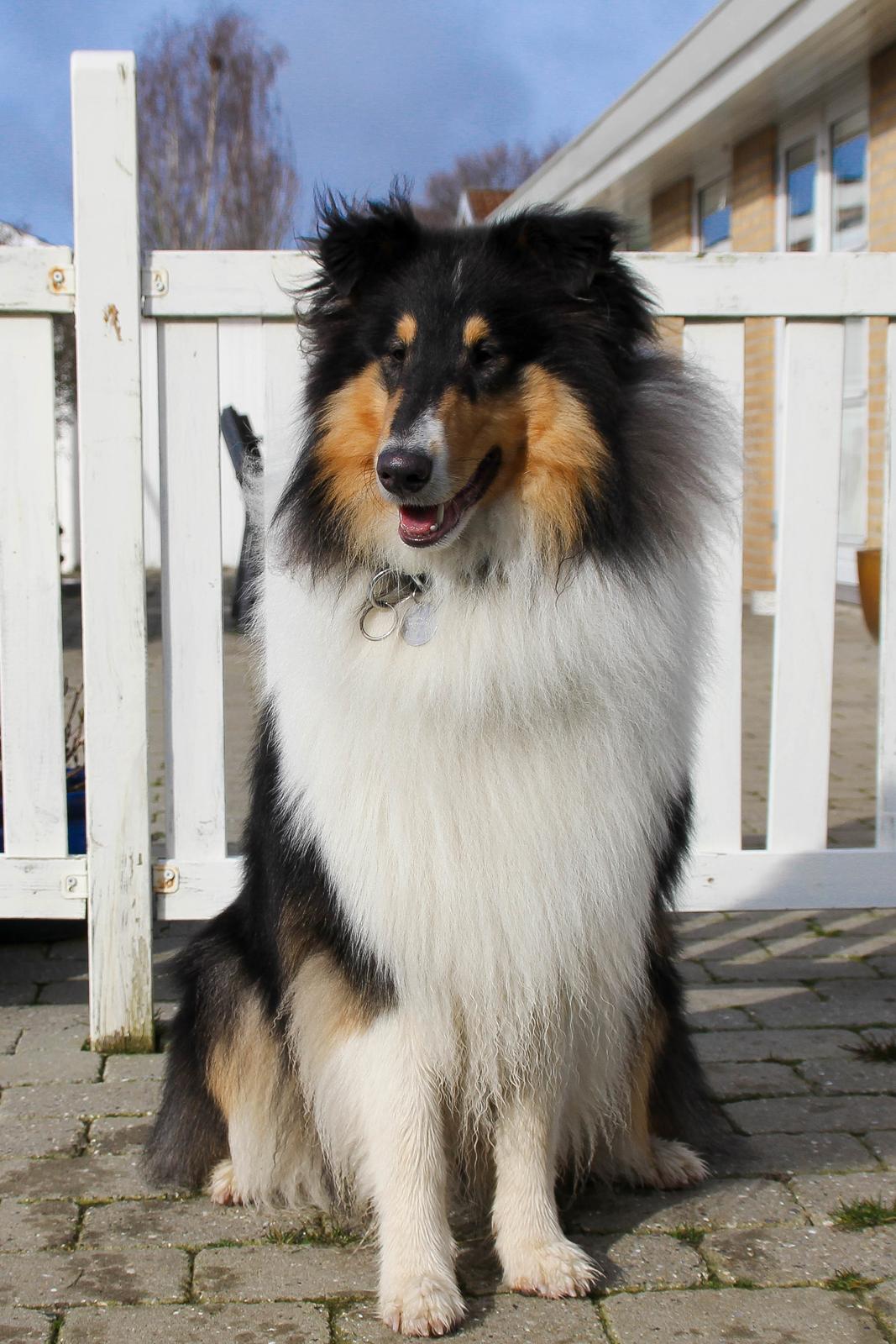 Collie langhåret Ebony Moor´s Daydreamer Dexter billede 8