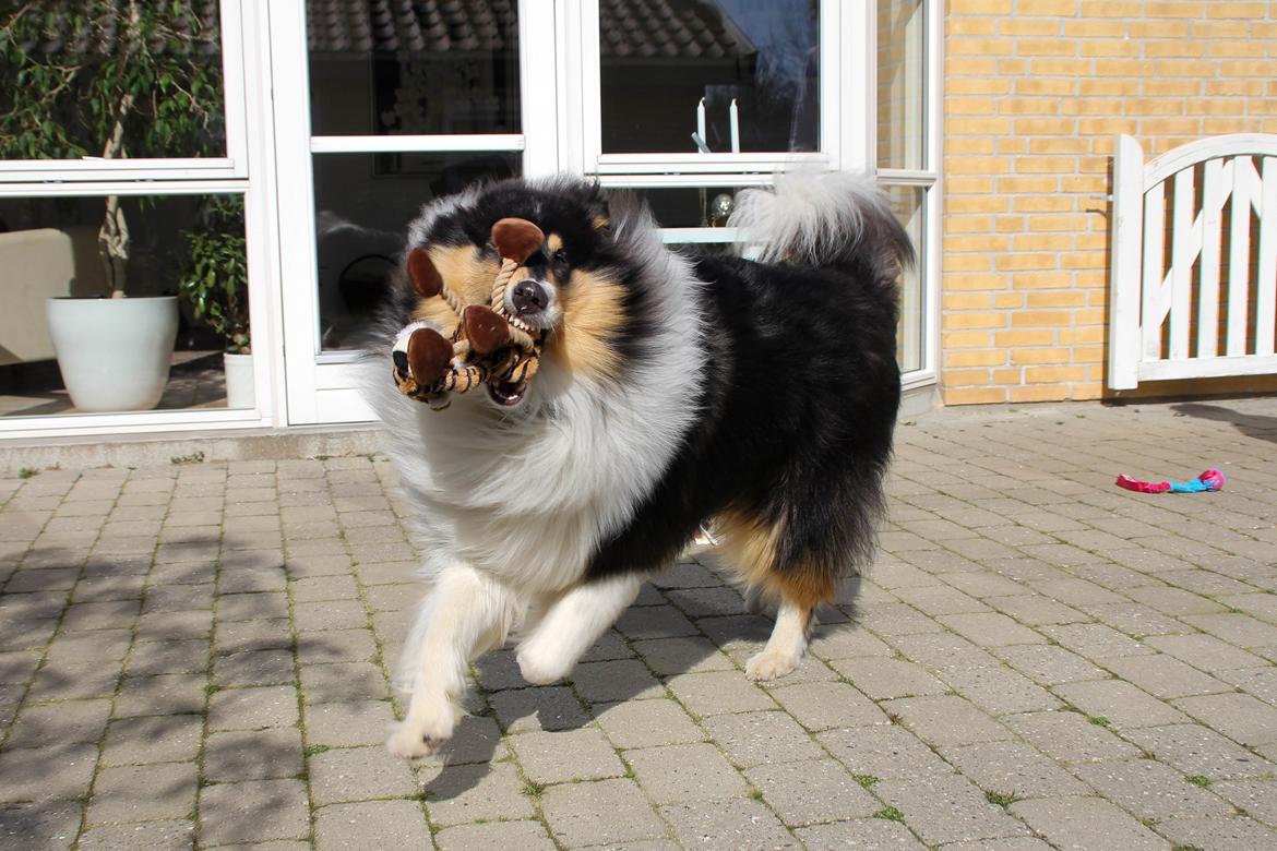 Collie langhåret Ebony Moor´s Daydreamer Dexter billede 9