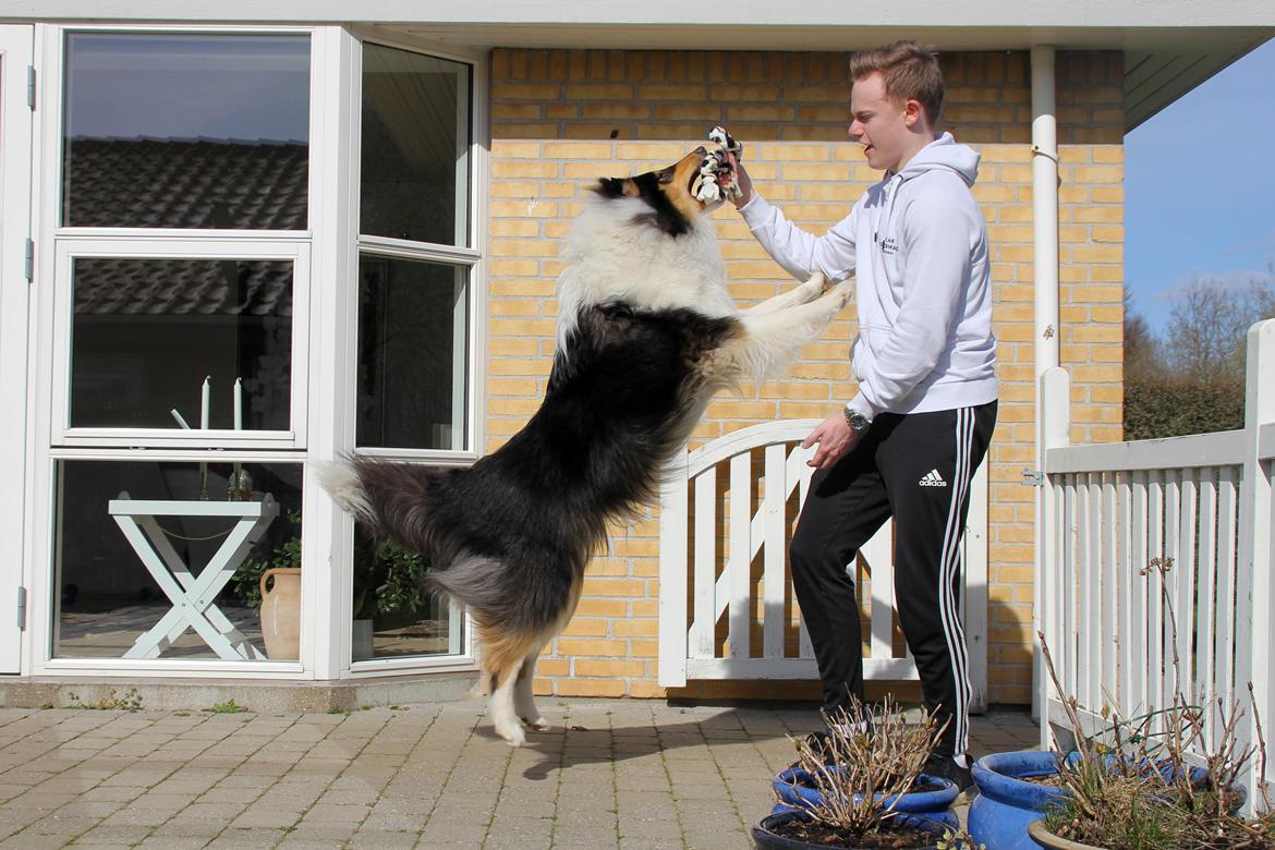 Collie langhåret Ebony Moor´s Daydreamer Dexter billede 10