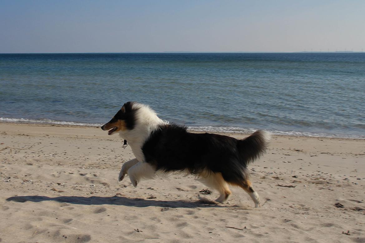 Collie langhåret Ebony Moor´s Daydreamer Dexter billede 11