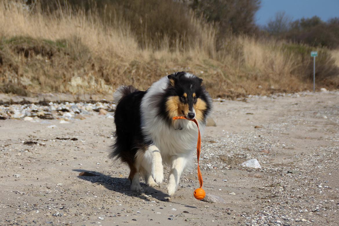 Collie langhåret Ebony Moor´s Daydreamer Dexter billede 13