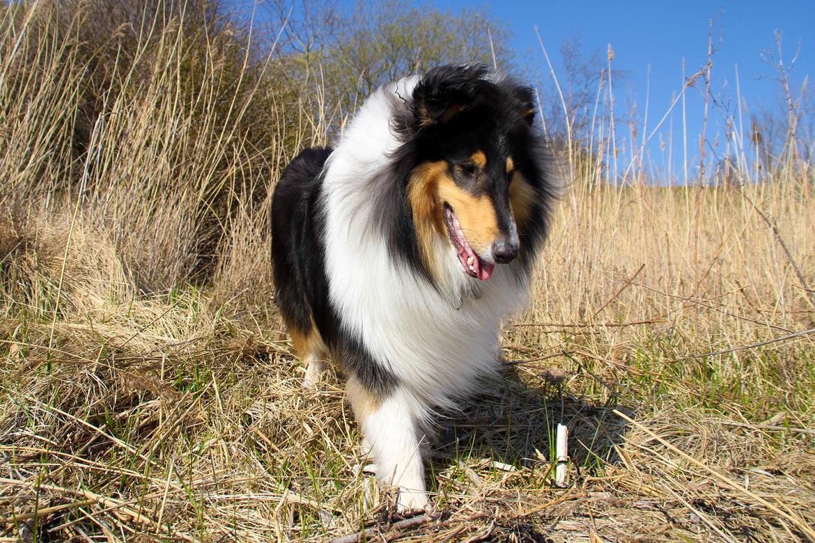 Collie langhåret Ebony Moor´s Daydreamer Dexter billede 12