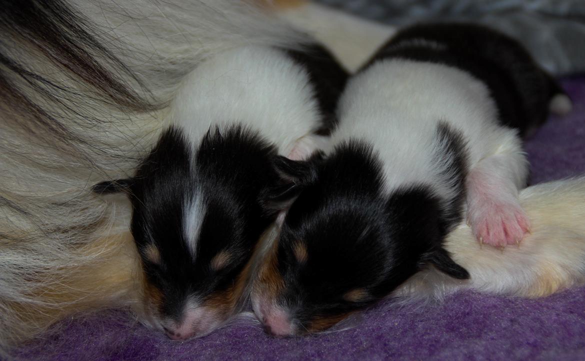 Collie langhåret Ebony Moor´s Daydreamer Dexter billede 14