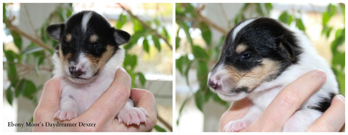 Collie langhåret Ebony Moor´s Daydreamer Dexter billede 15