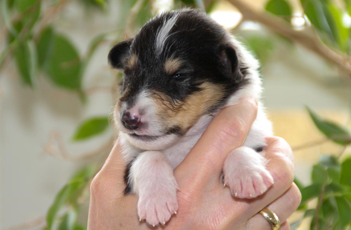 Collie langhåret Ebony Moor´s Daydreamer Dexter billede 16