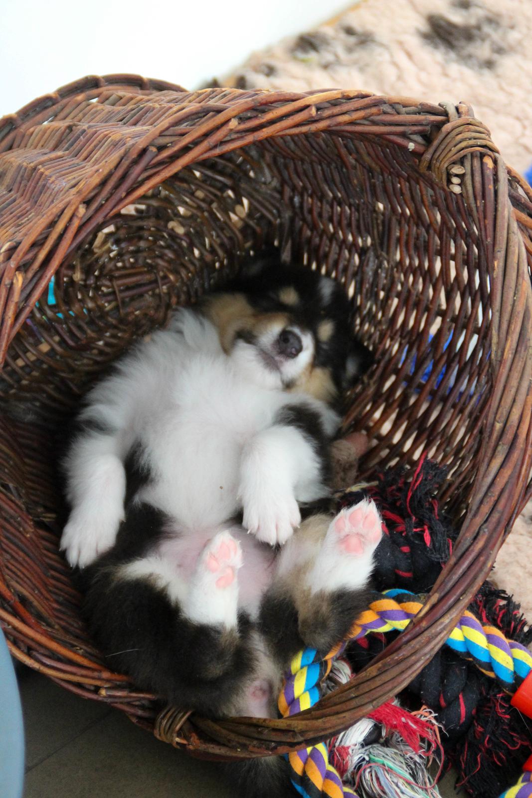 Collie langhåret Ebony Moor´s Daydreamer Dexter billede 17