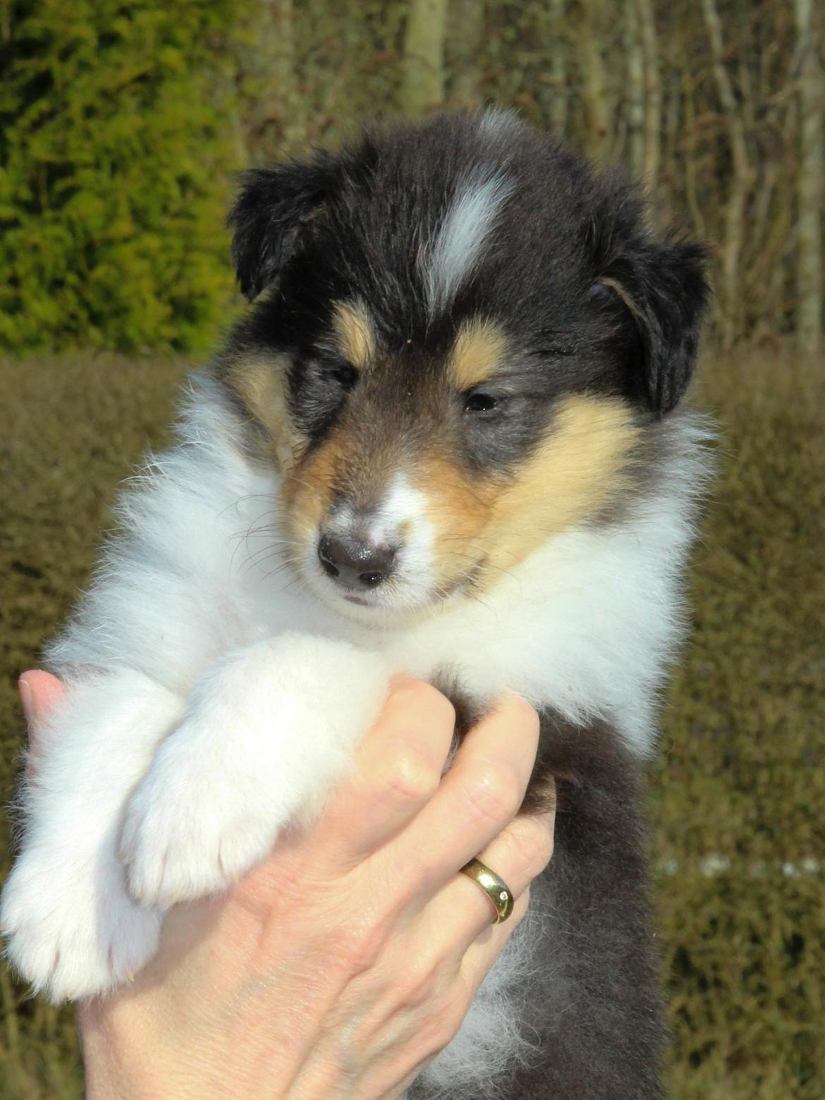 Collie langhåret Ebony Moor´s Daydreamer Dexter billede 18