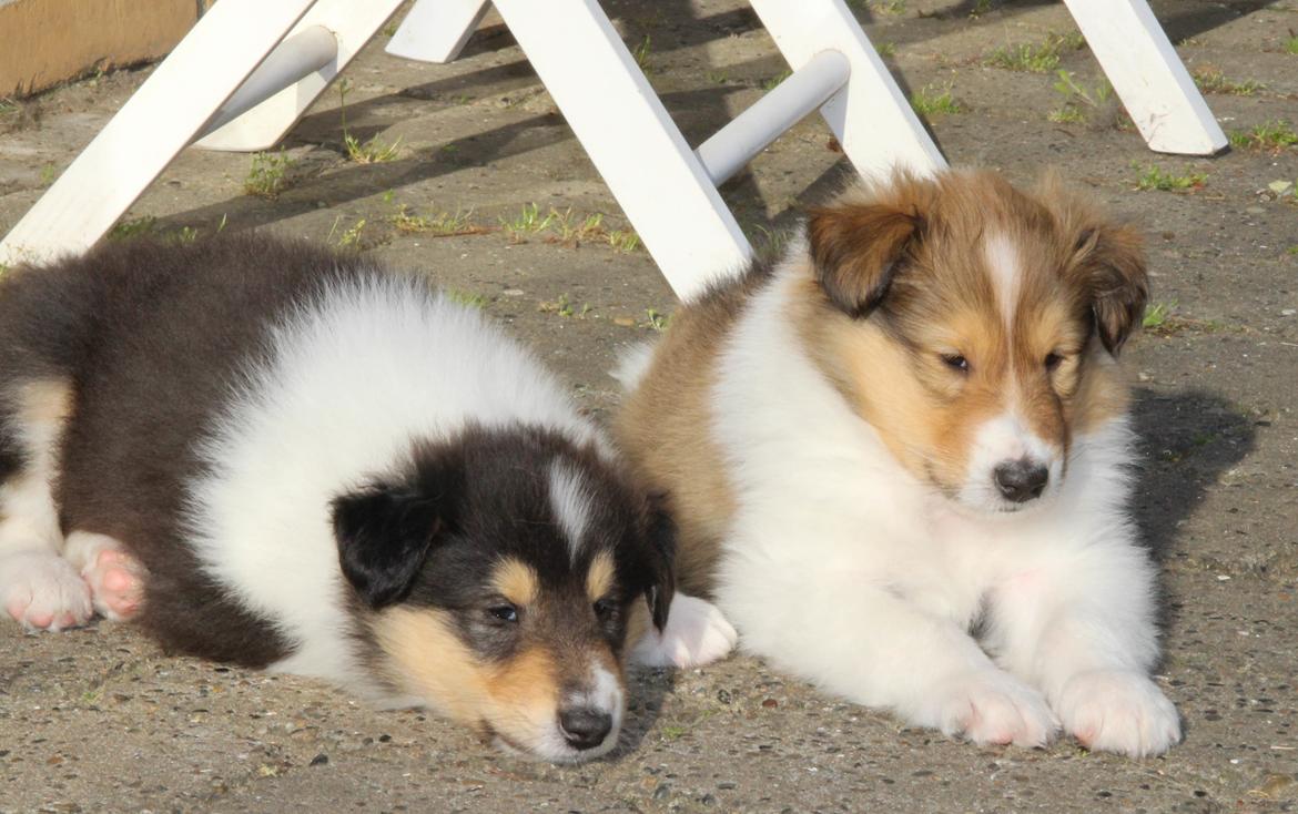 Collie langhåret Ebony Moor´s Daydreamer Dexter billede 19