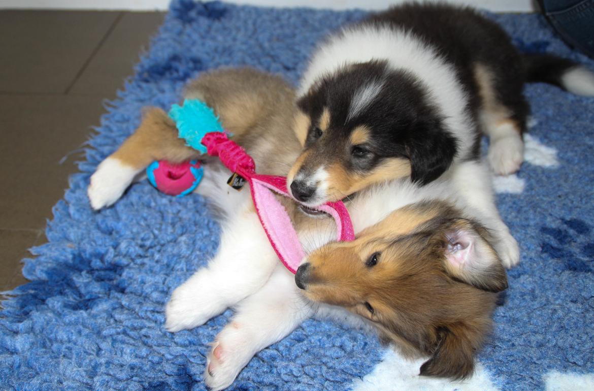 Collie langhåret Ebony Moor´s Daydreamer Dexter billede 20